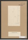 Diatomeae indet. Zeichnungen Sammlung Grunow Nr. 4546 (NHMW-BOT-W0372504)